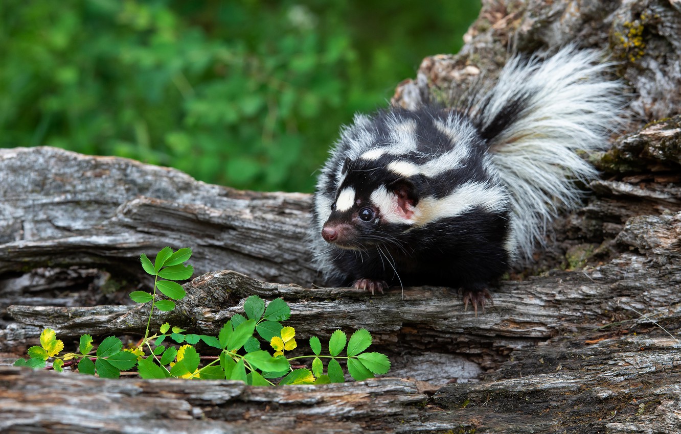 Download Free 100 + wallpaper skunk