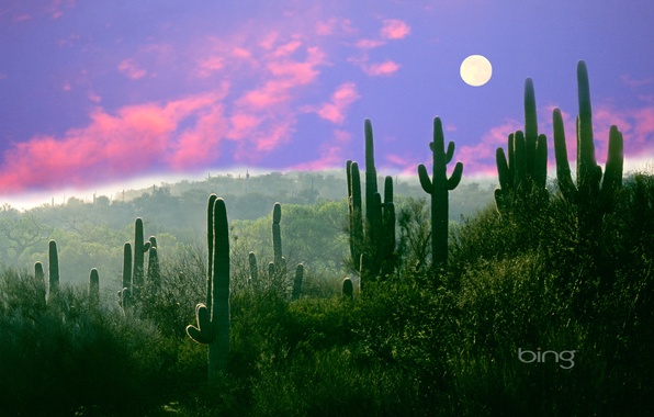 Wallpaper the moon desert az usa saguaro cactus night sonora images for desktop section ððµðð