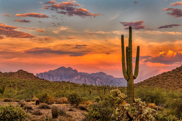 Sonoran desert stock photos pictures royalty