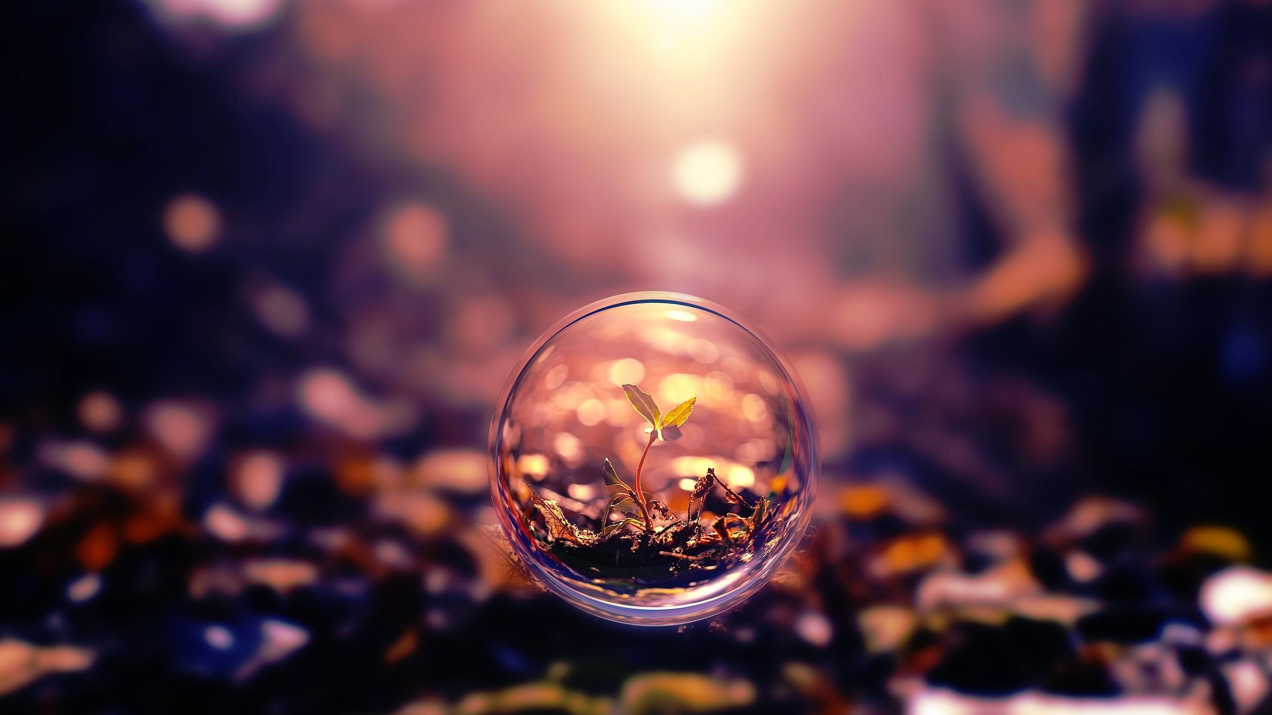 Wallpaper sphere k hd wallpaper background sunset transparent plant os