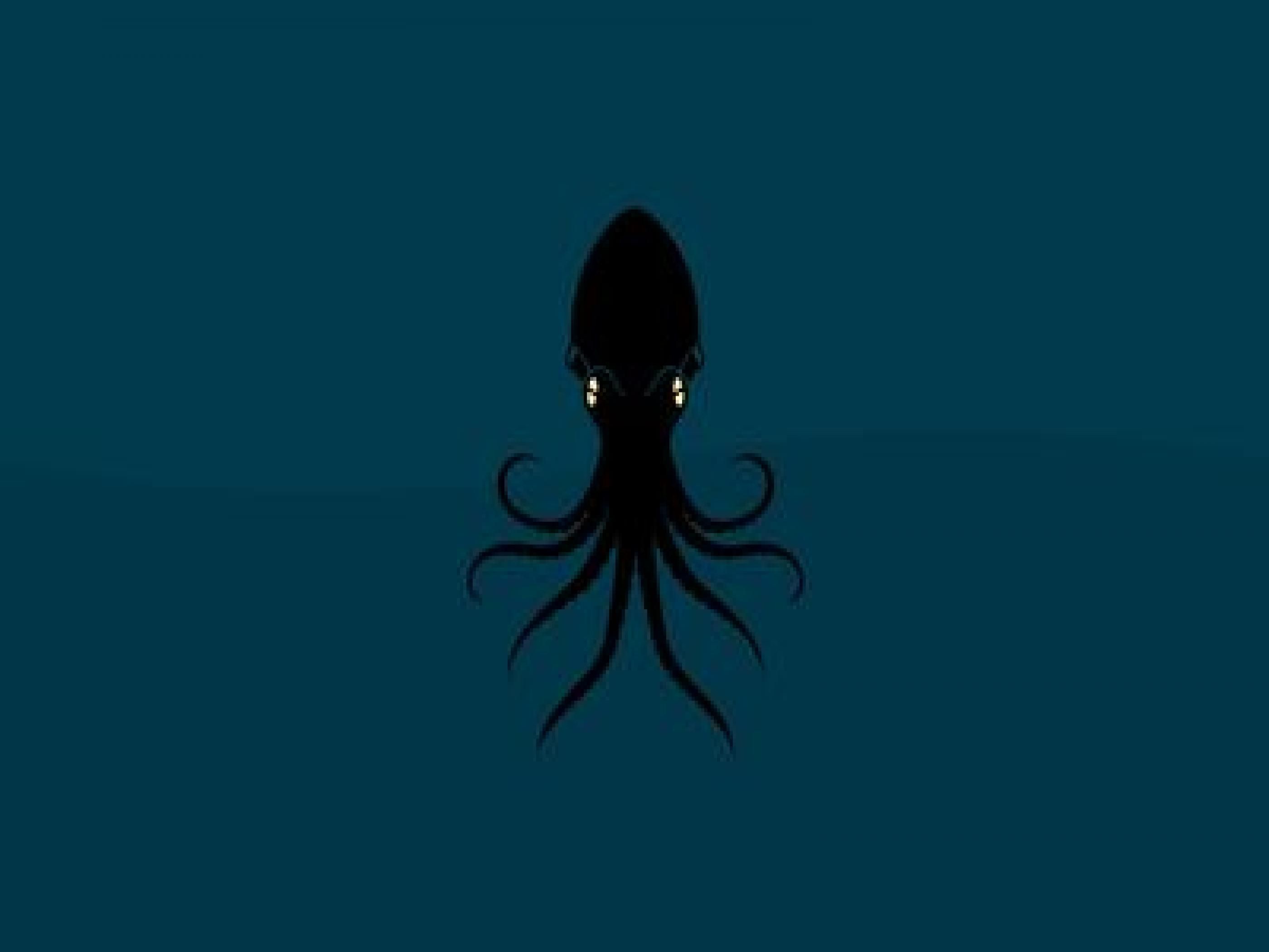 Download Free 100 + wallpaper squid