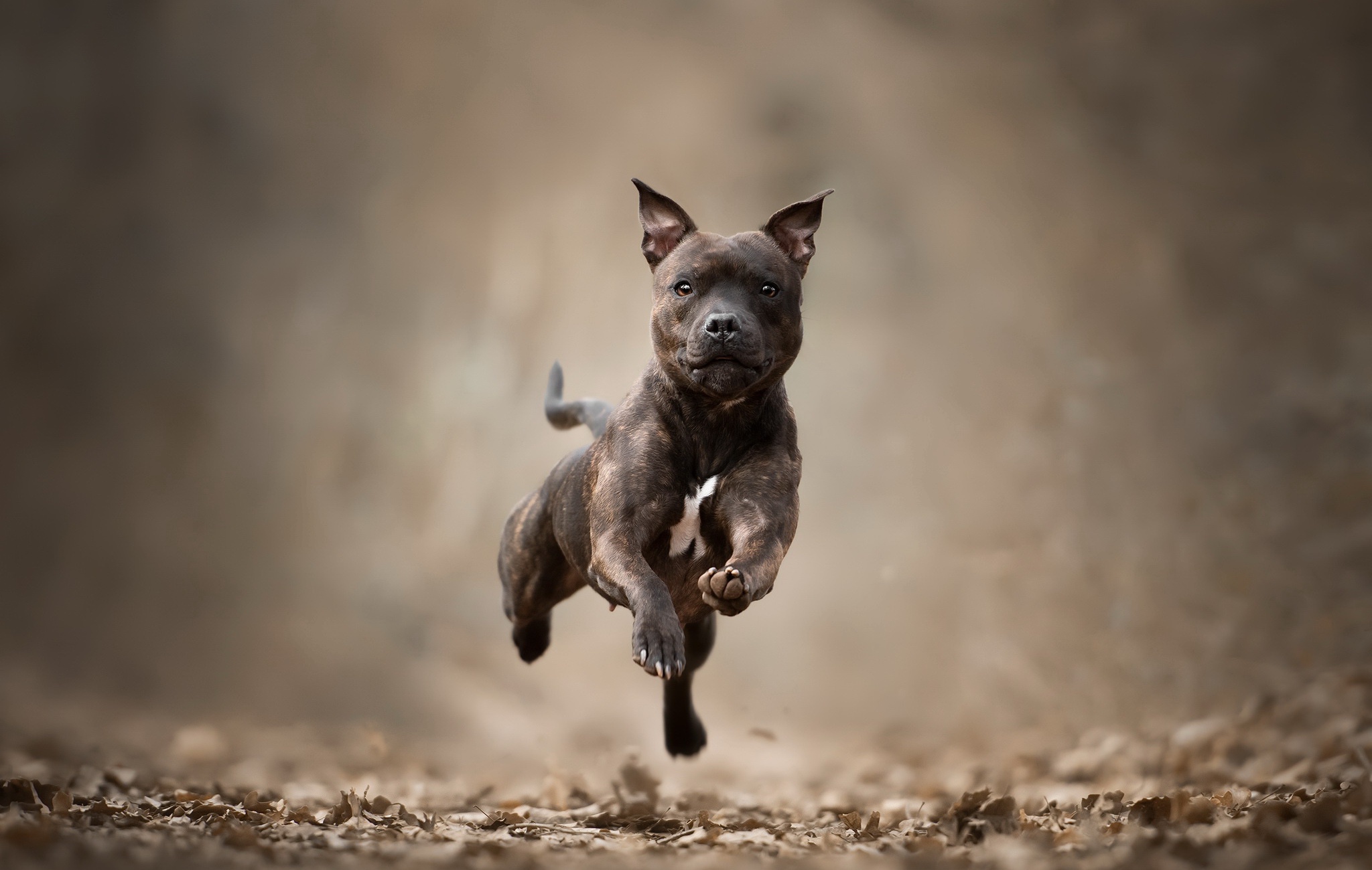 Staffordshire bull terrier hd papers und hintergrãnde