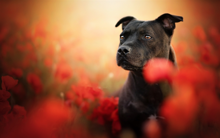 Download wallpapers staffordshire bull terrier bokeh black dog forest dogs cute animals pets black bull terrier staffordshire bull terrier dog for desktop free pictures for desktop free