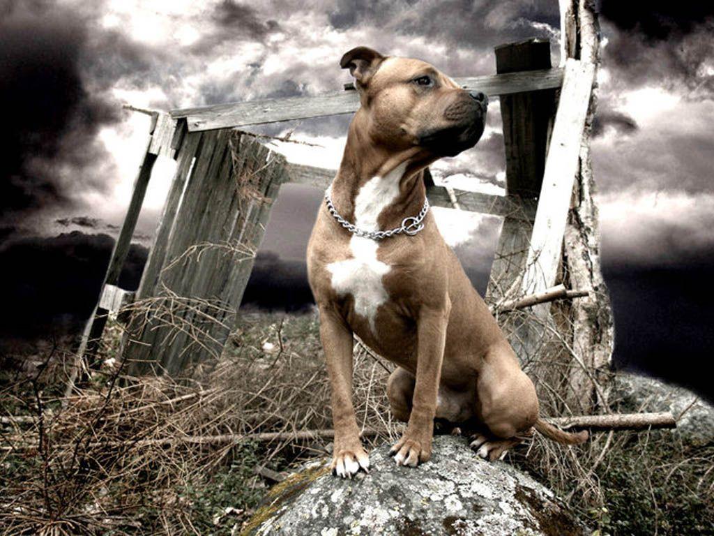 American staffordshire terrier wallpapers