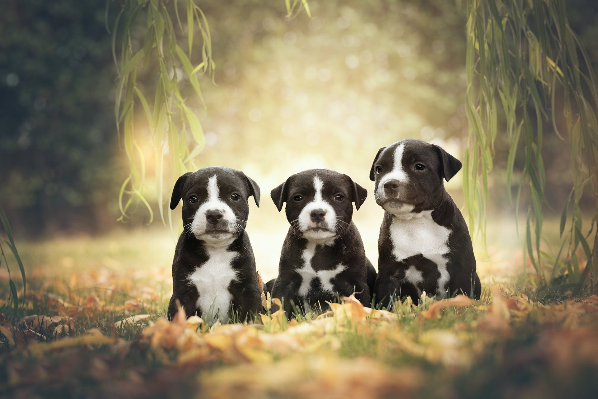 American staffordshire terrier hd papers und hintergrãnde