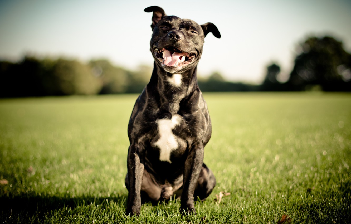 Wallpaper smile dog english staffordshire bull terrier staffordshire bull terrier images for desktop section ñððððºð