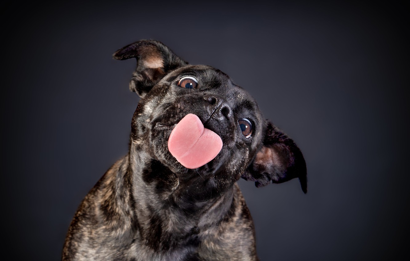 Wallpaper language face background dog staffordshire bull terrier images for desktop section ñððððºð