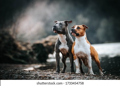 American staffordshire terrier images stock photos vectors