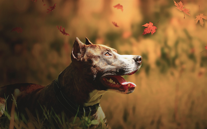 Download wallpapers american staffordshire terrier brown dog domestic dog autumn terrier for desktop free pictures for desktop free american staffordshire terrier brown dog domestic dog