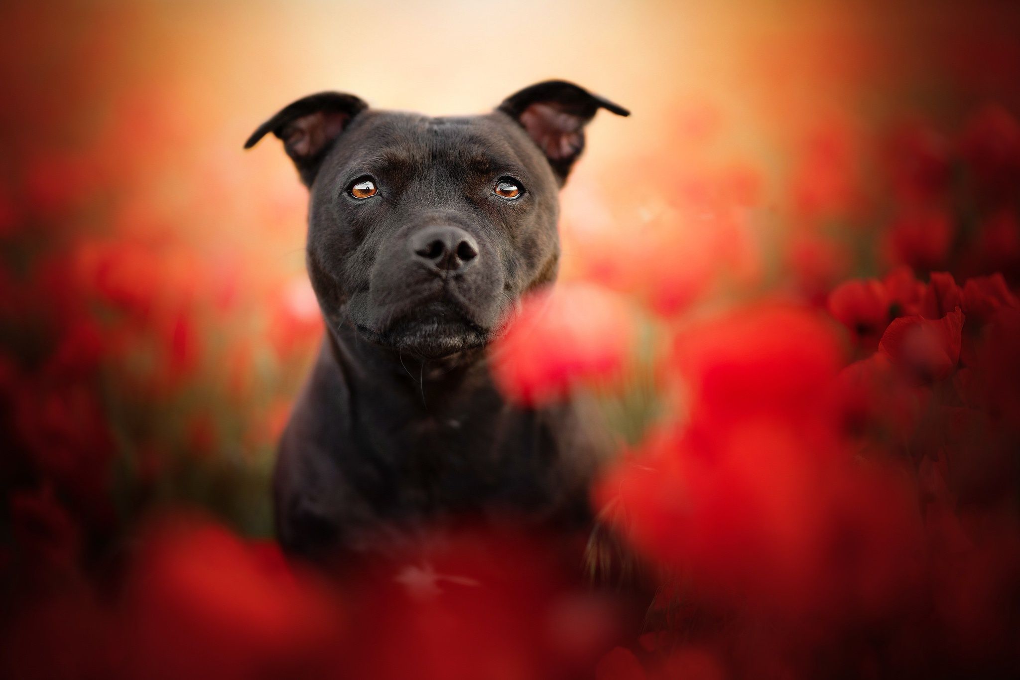 Staffordshire bull terriers wallpapers