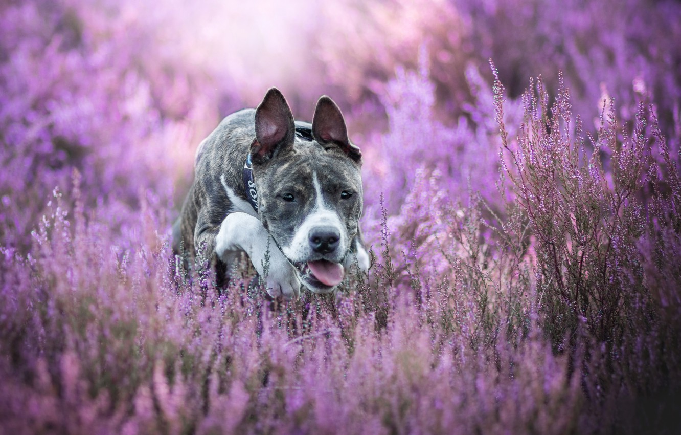 Wallpaper dog bokeh heather american staffordshire terrier images for desktop section ñððððºð