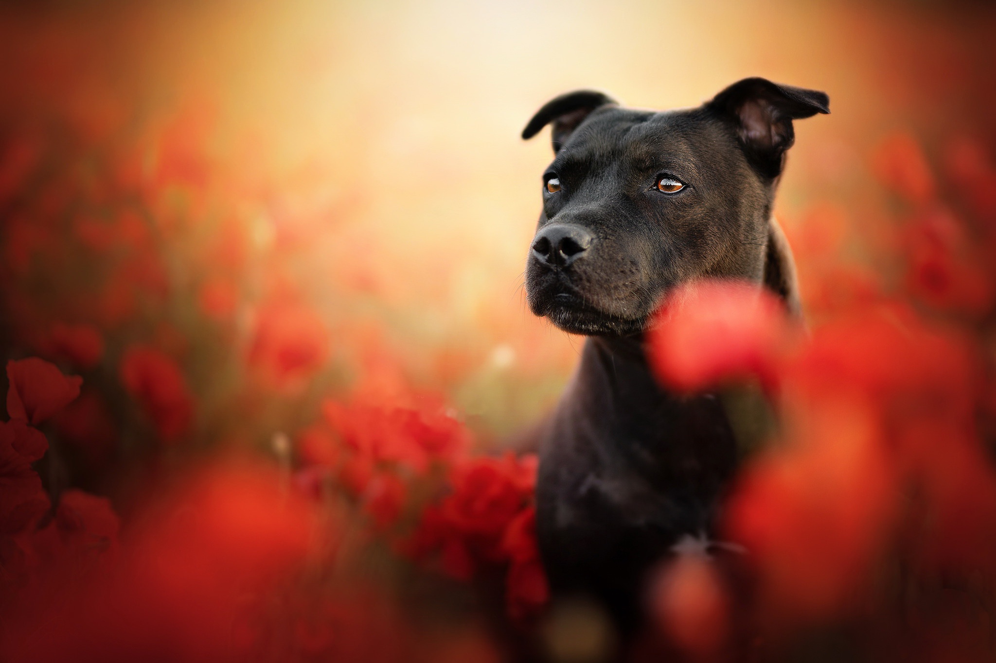 Staffordshire bull terrier hd papers and backgrounds