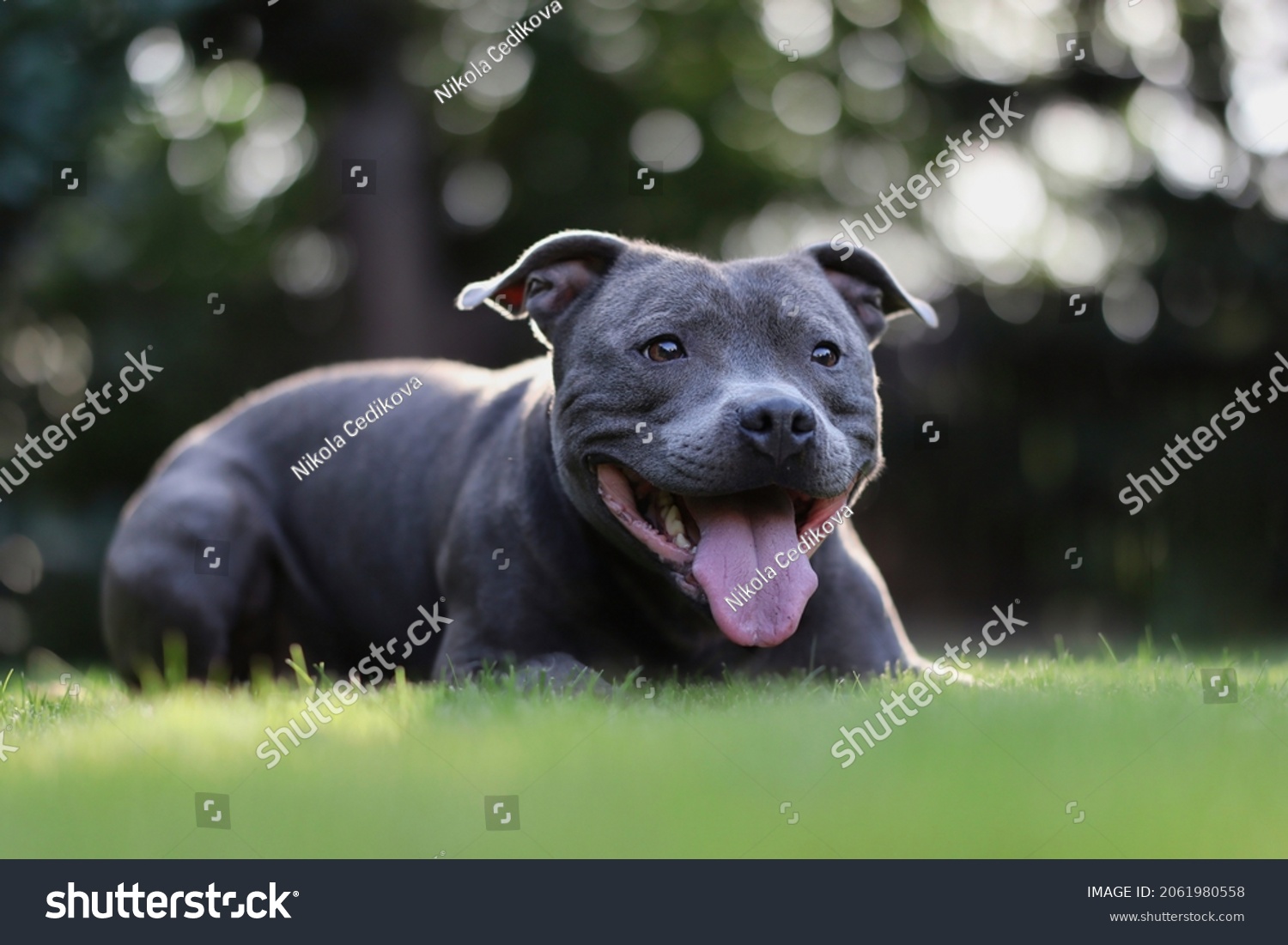 Happy blue staffy liegt im grãnen stockfoto