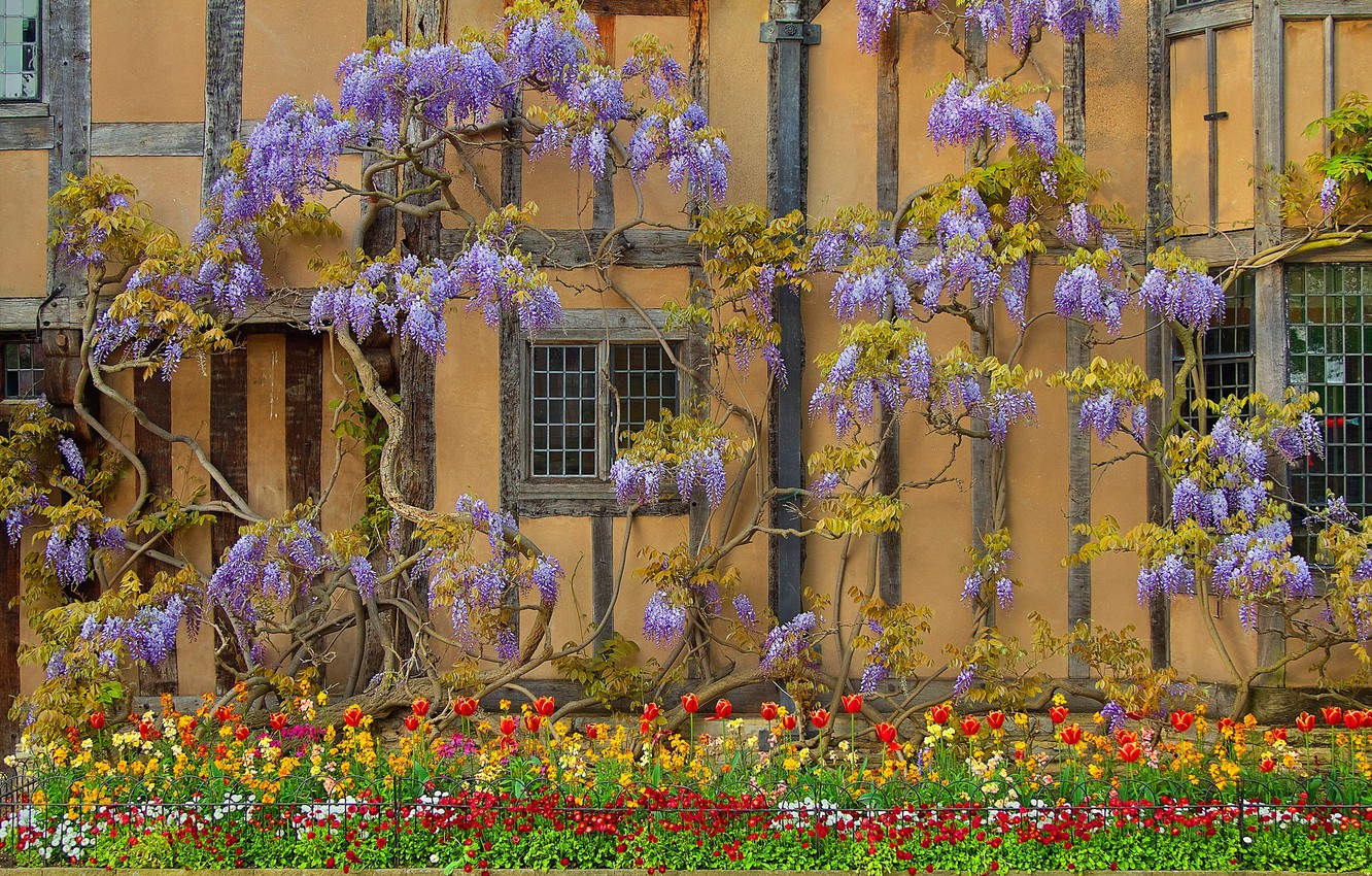 Wallpaper flowers house wall england wisteria wisteria stratford