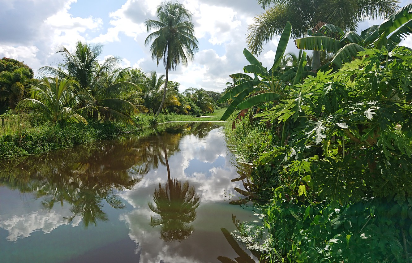 Wallpaper plantage in suriname nature in sutiname spieringshoek suriname images for desktop section ðñðñððð