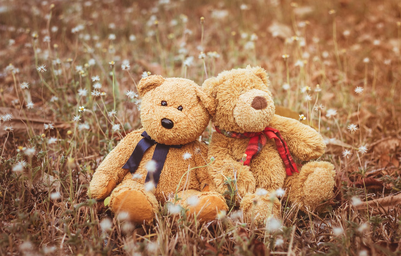 Wallpaper love toy bear bear pair love two bear field romantic couple teddy cute images for desktop section ððñññððµððñ