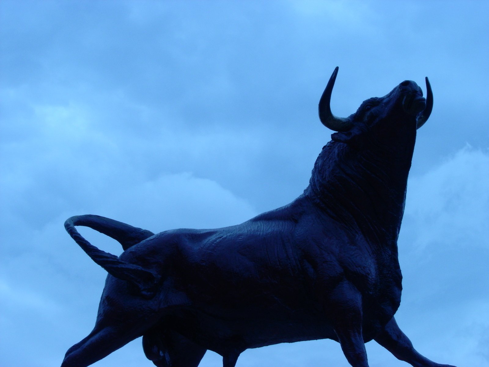 Bull free photo download