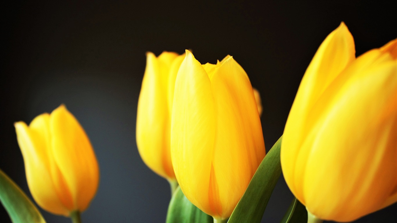 Download Free 100 + wallpaper tulipanes amarillos