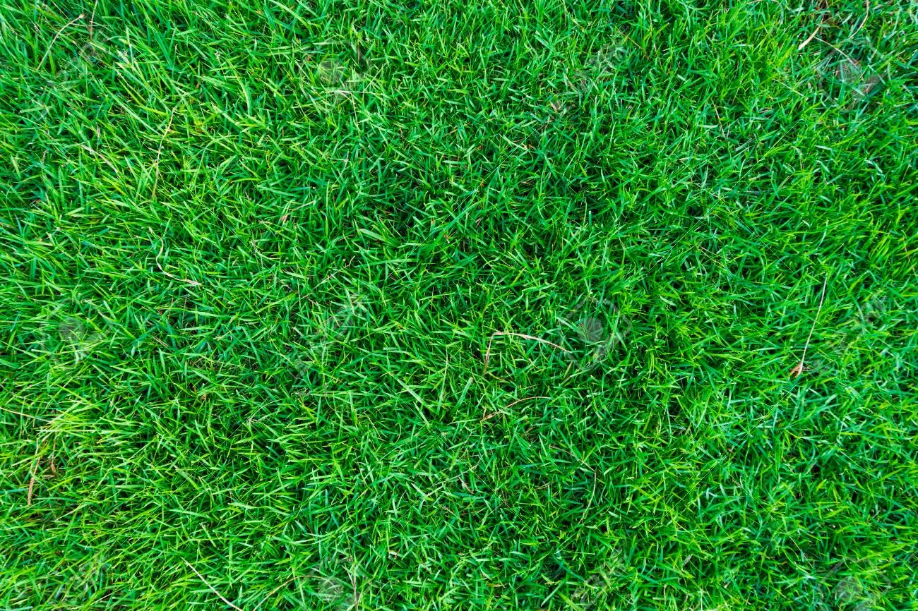 Background of green grass texture natural wallpaper stock photo picture and royalty free image image