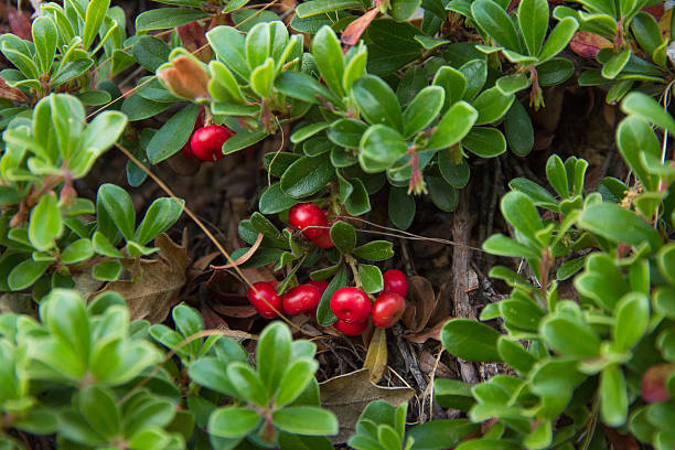 Arctostaphylos uva ursi stock photos pictures royalty