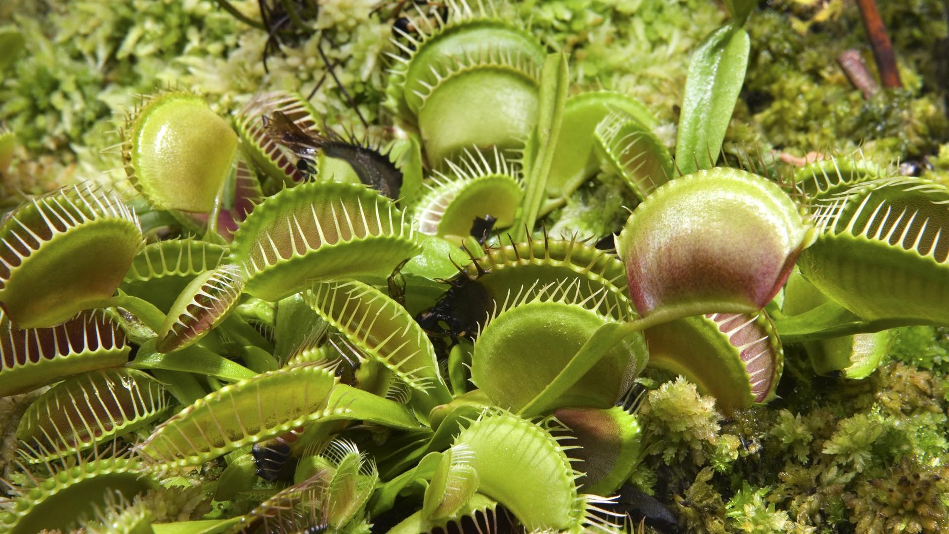 Venus fly trap wallpapers