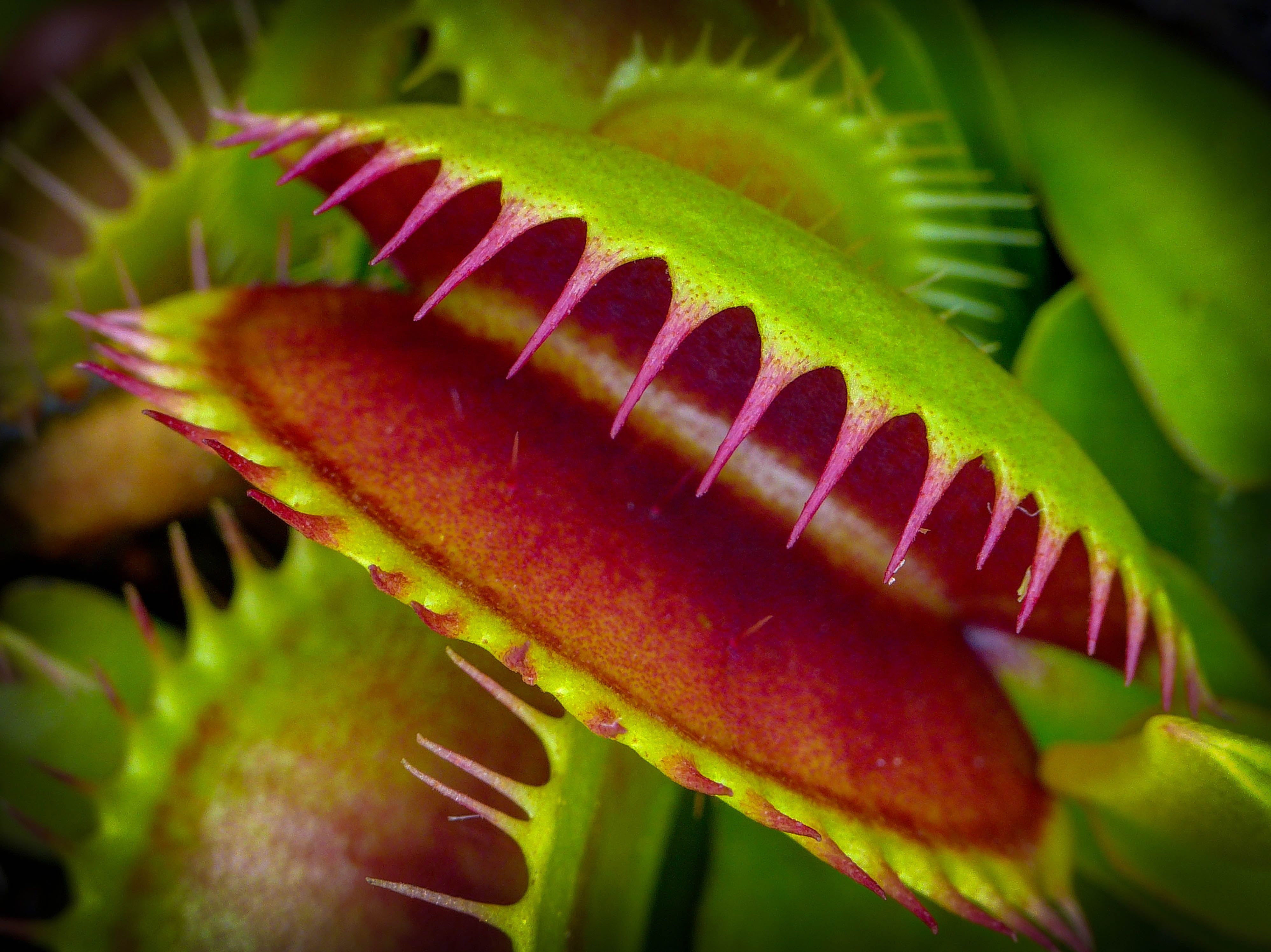 Venus flytrap wallpapers