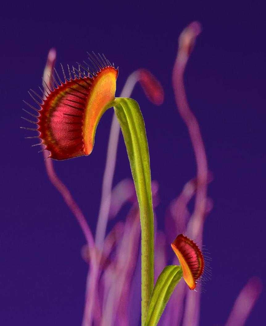 Venus flytrap wallpaper explore more carnivorous east coast north carolina plant south carolina wallpaper httpswwwwâ in venus fly trap wallpaper fly traps