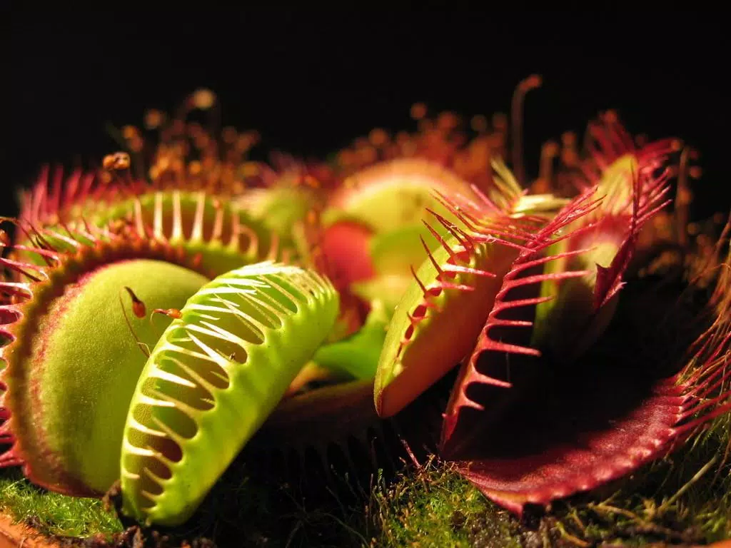 Venus flytrap live wallpaper apk for android download