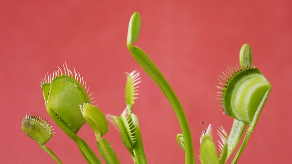 Venus flytrap pictures download free images on