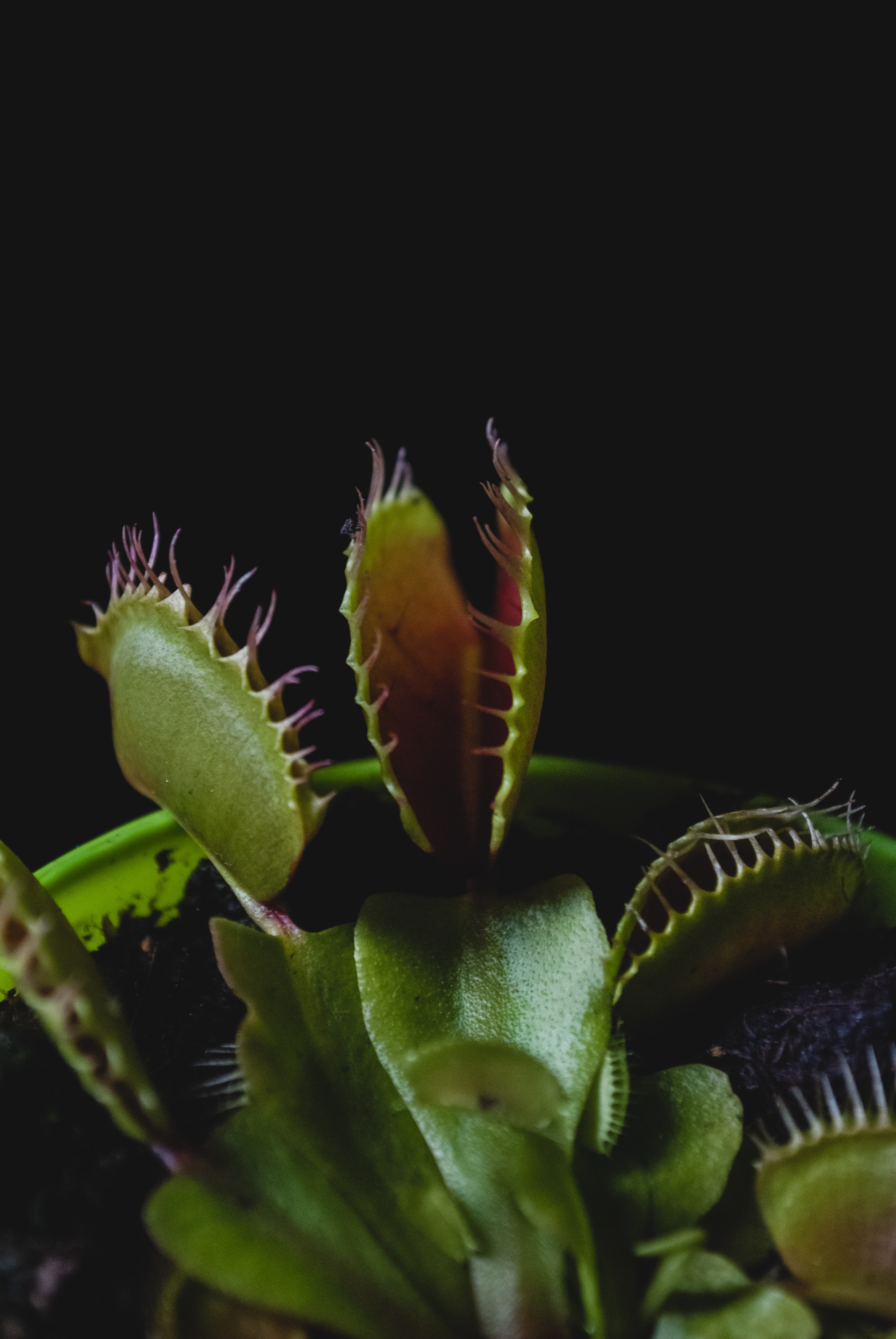 Venus flytrap photos download free venus flytrap stock photos hd images