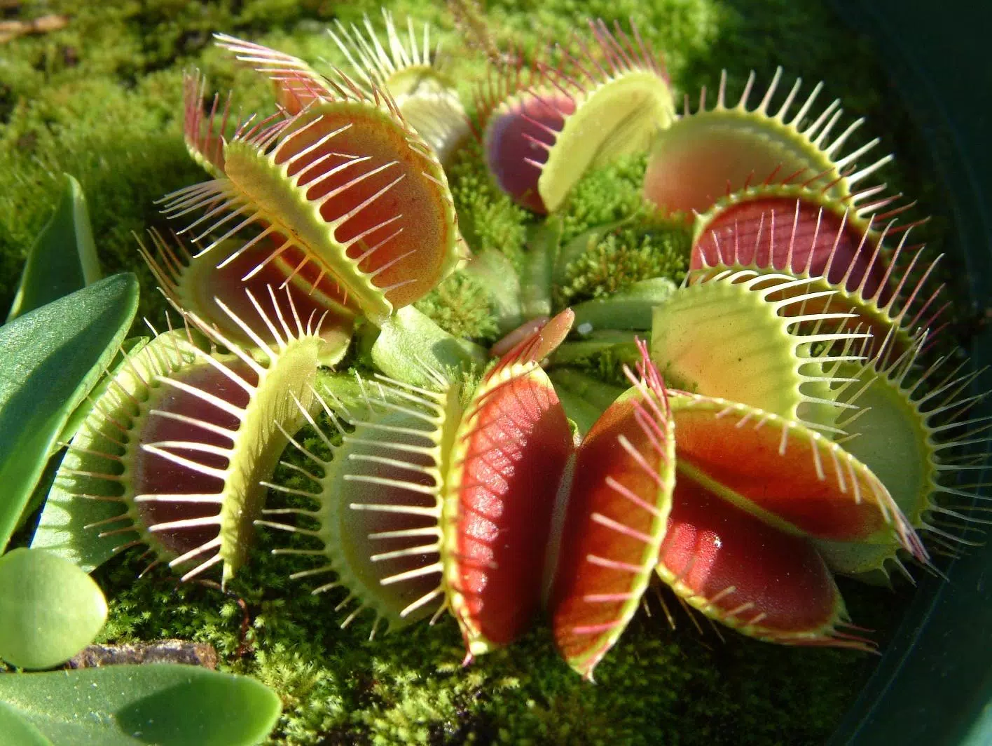 Venus fly trap live wallpaper apk for android download