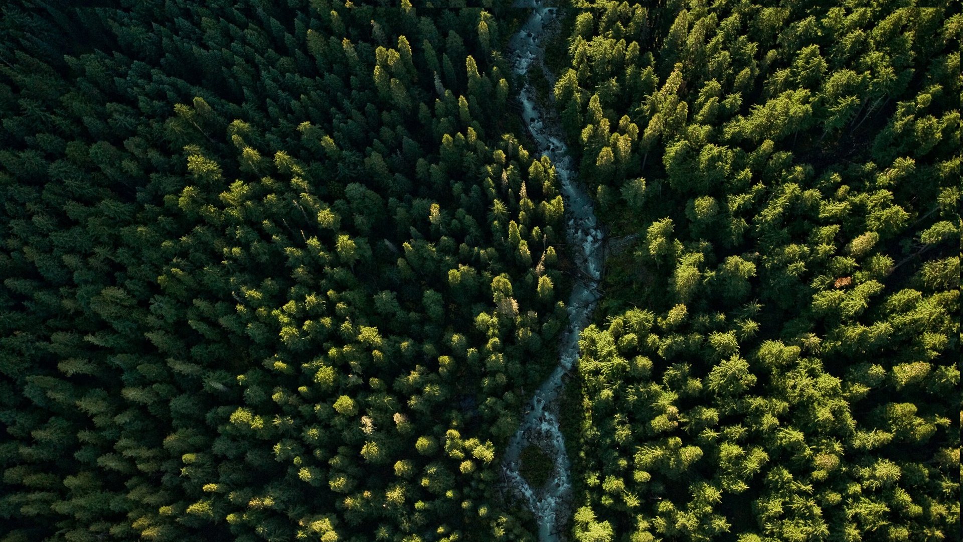 Route dans la forãªt