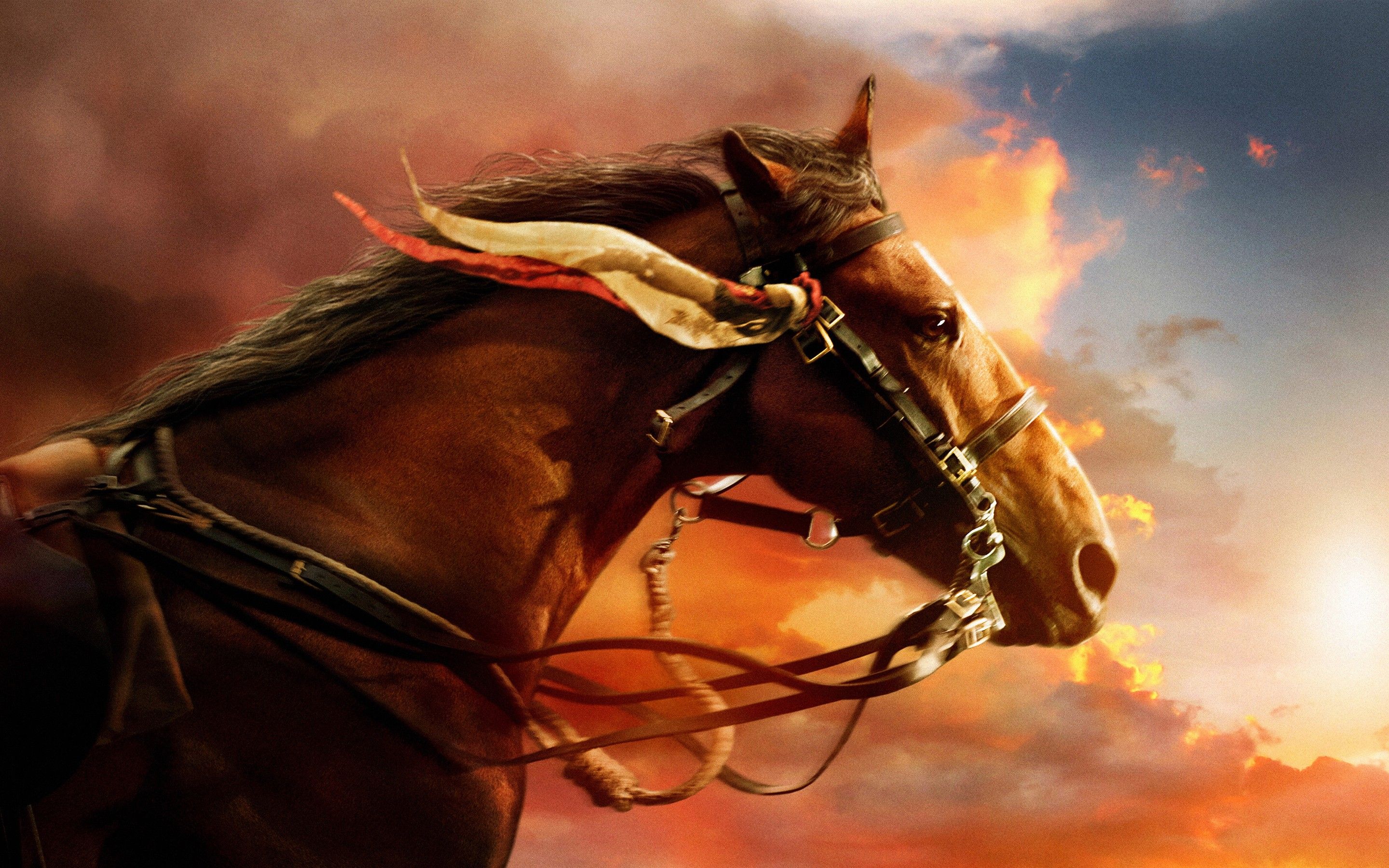 War horse wallpapers