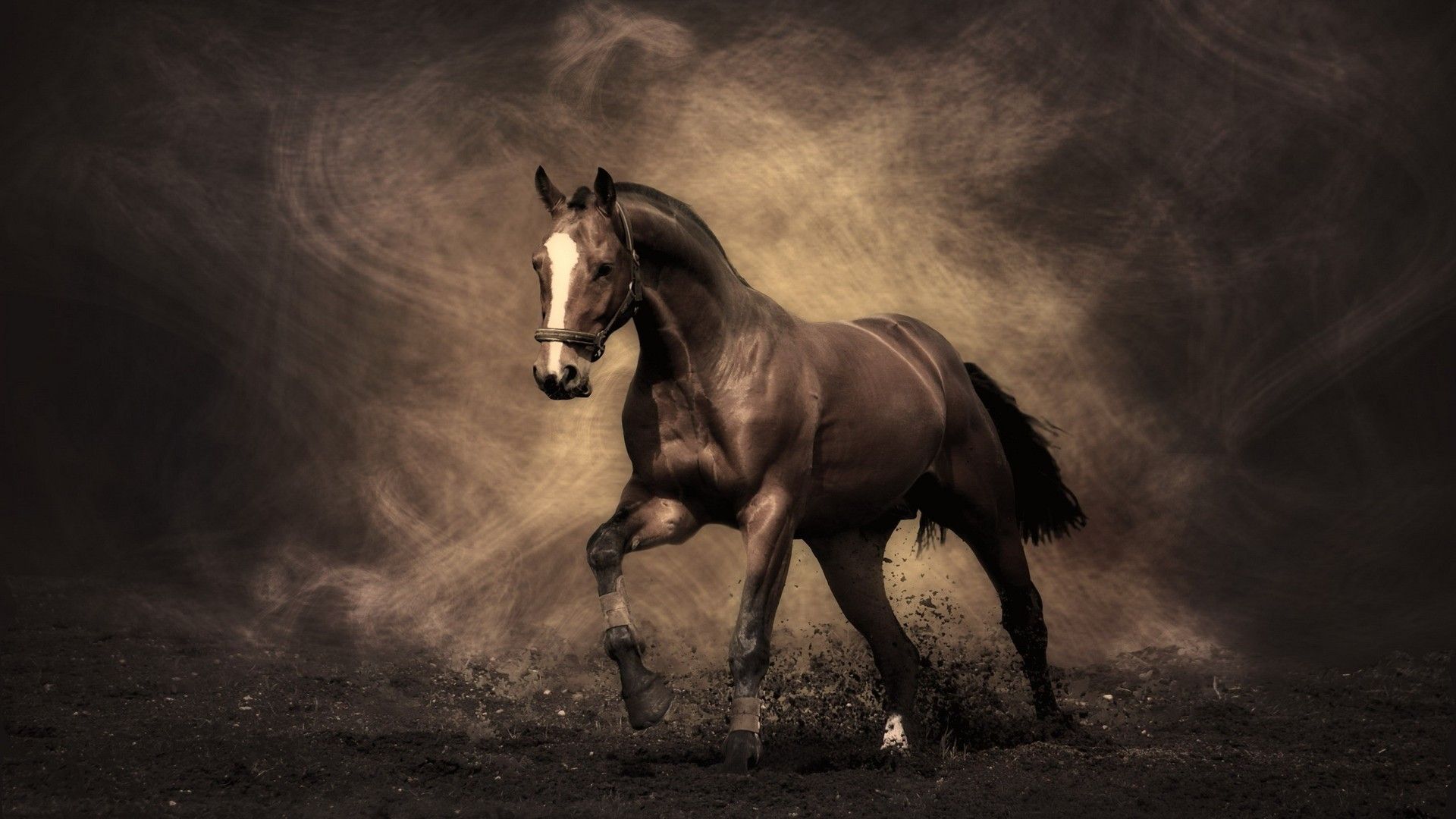 War horse horse wallpaper horses beautiful horses