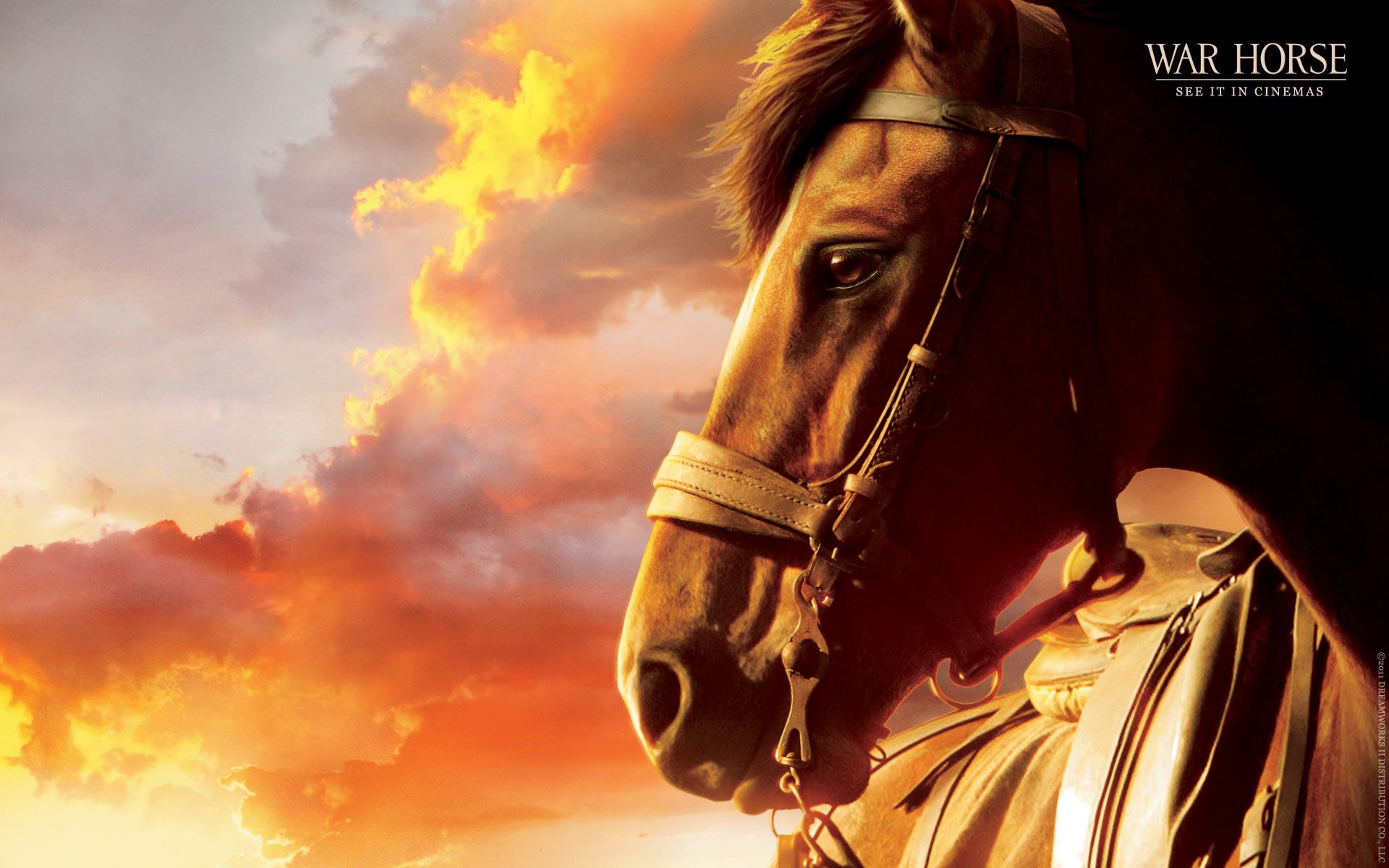 War horse the movie wallpaper war horse war horse movie horses