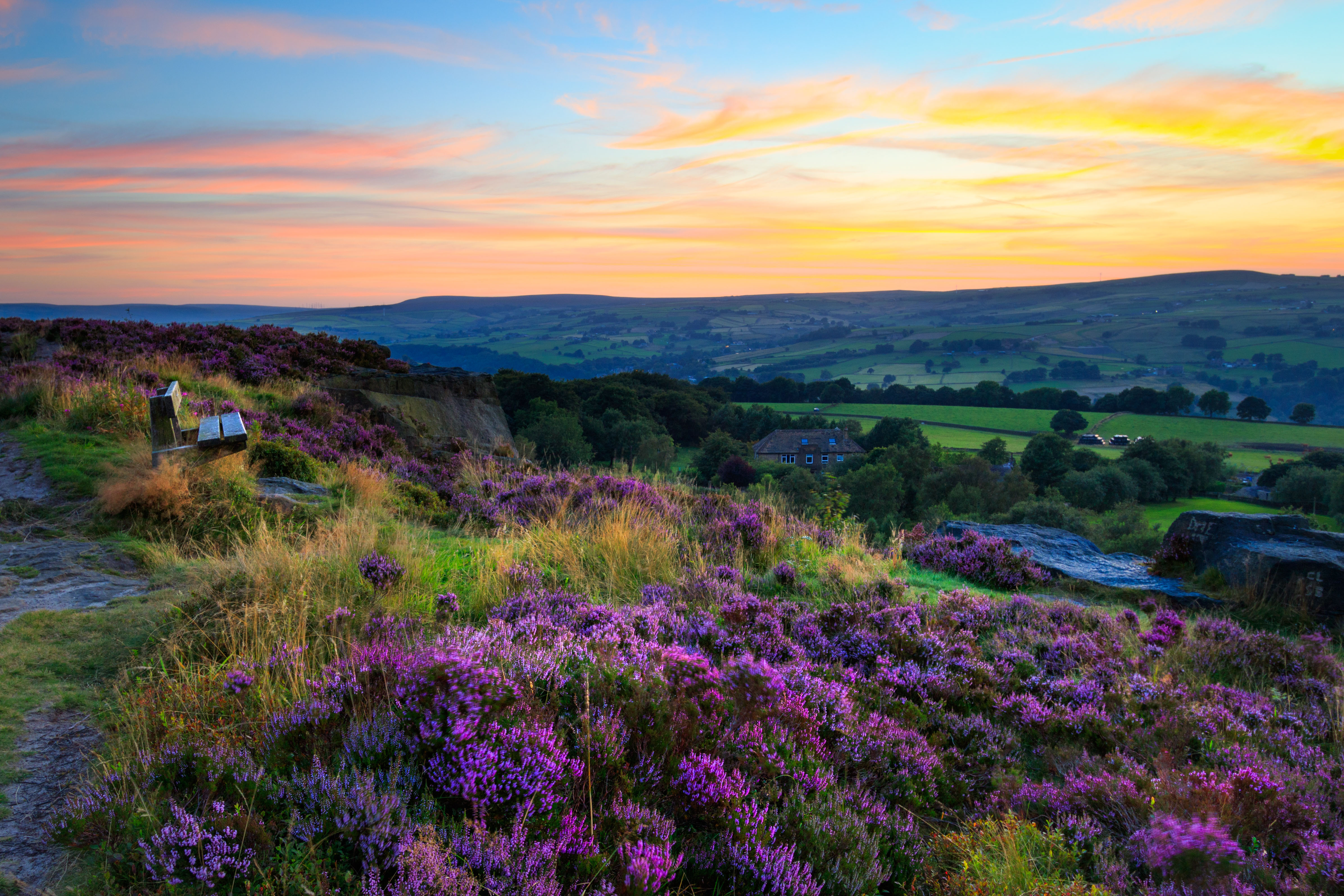 Heather blooming in west yorkshire