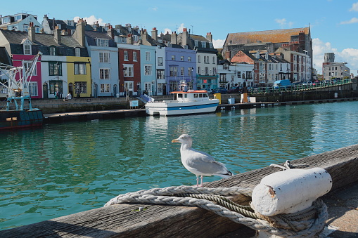 Weymouth harbour stockfoto und mehr bilder von weymouth