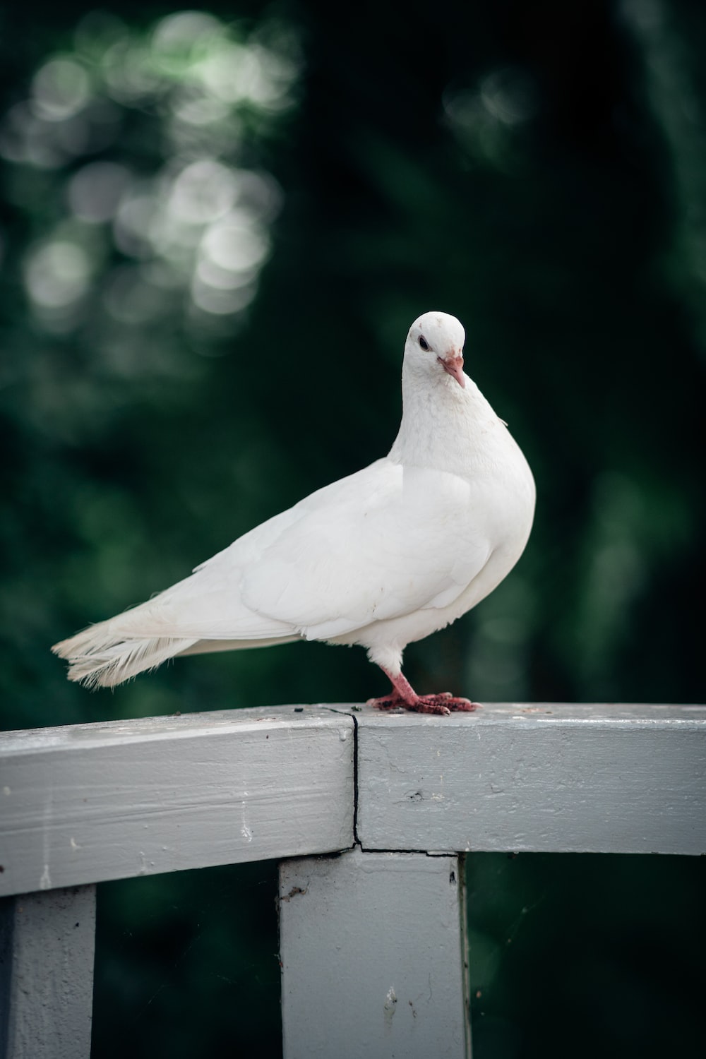 White pigeon pictures download free images on