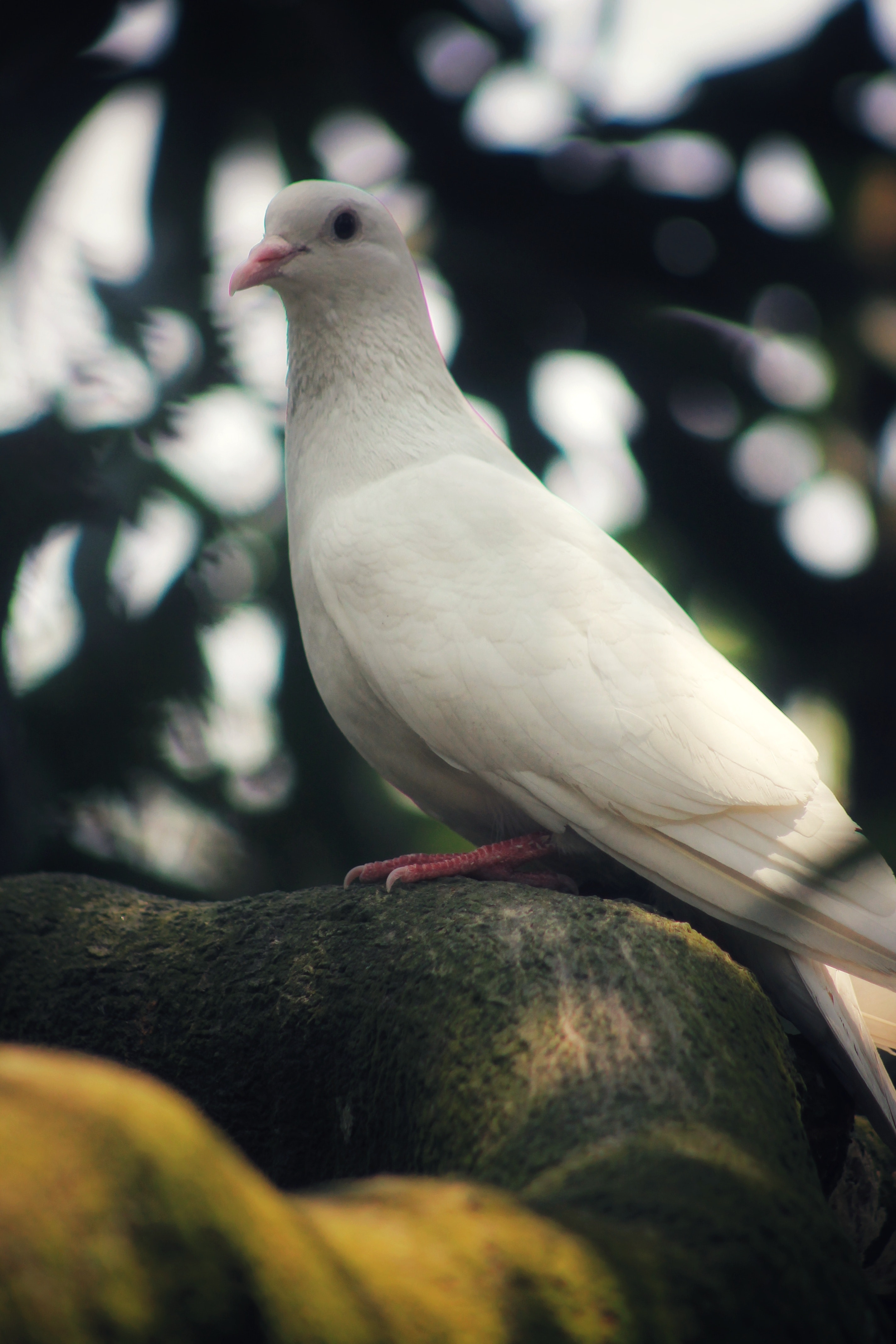 White pigeon photos download free white pigeon stock photos hd images