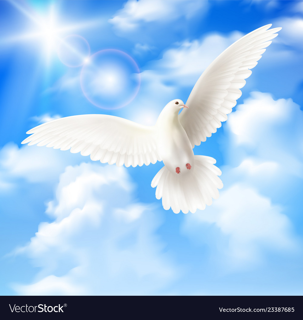 White pigeon background royalty free vector image