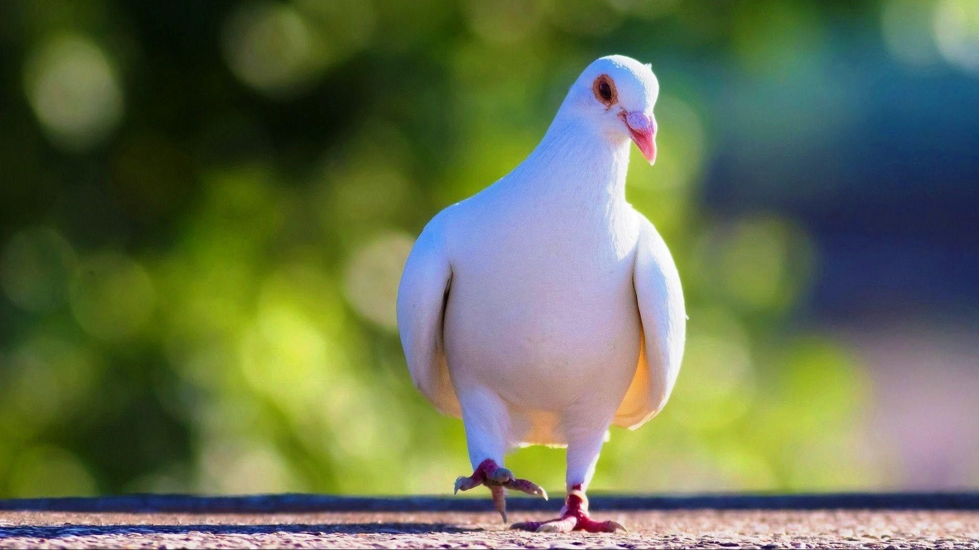 White pigeon wallpapers