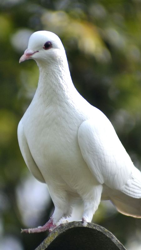 Bird white pigeon wallpaper download