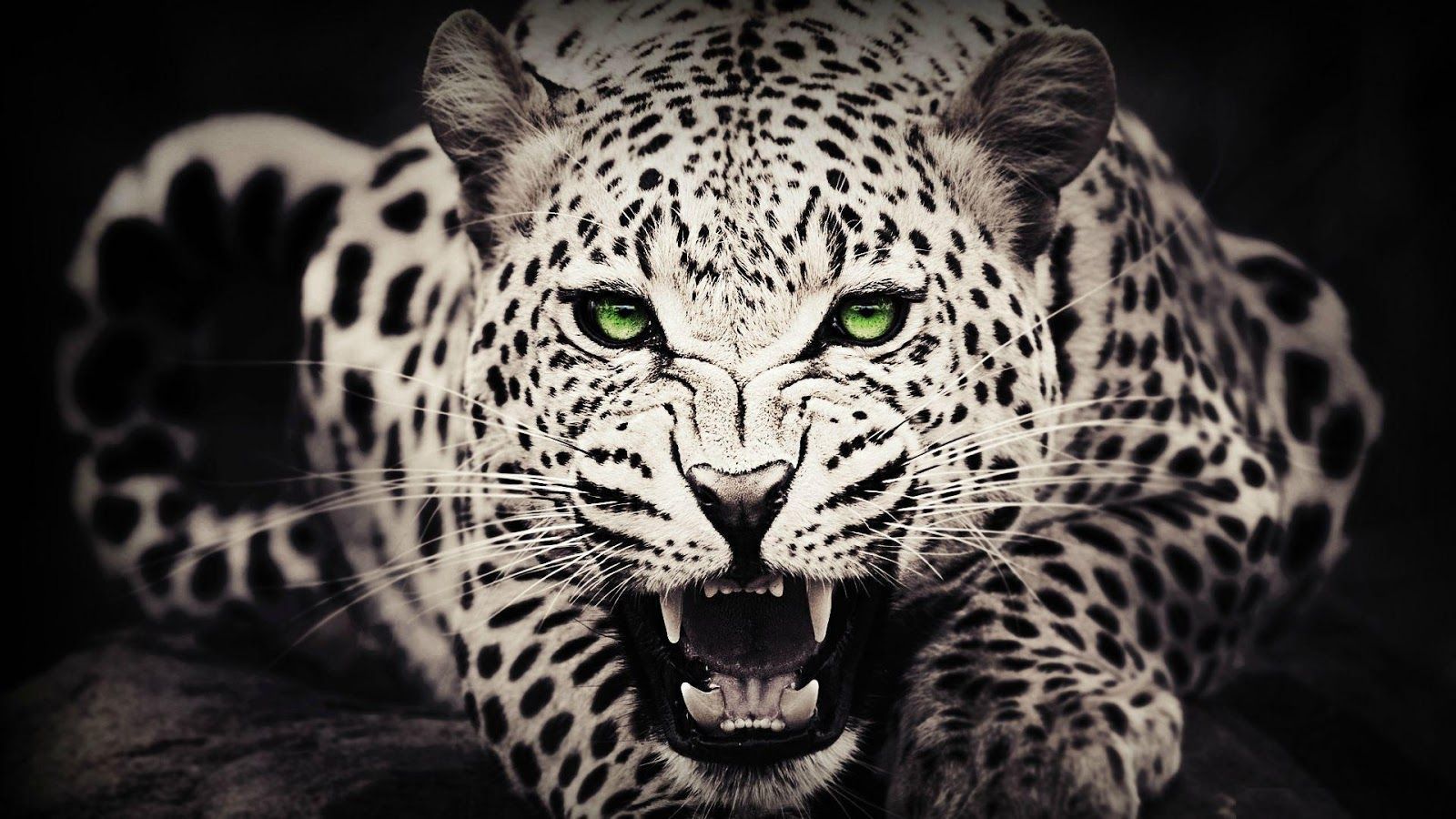 Wild cat wallpapers