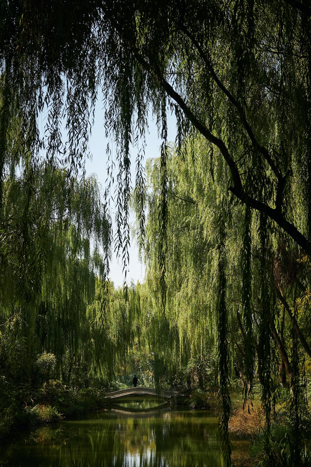 Willow tree pictures download free images on