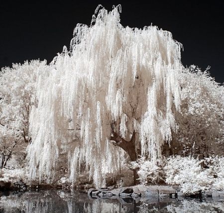 A willow tree