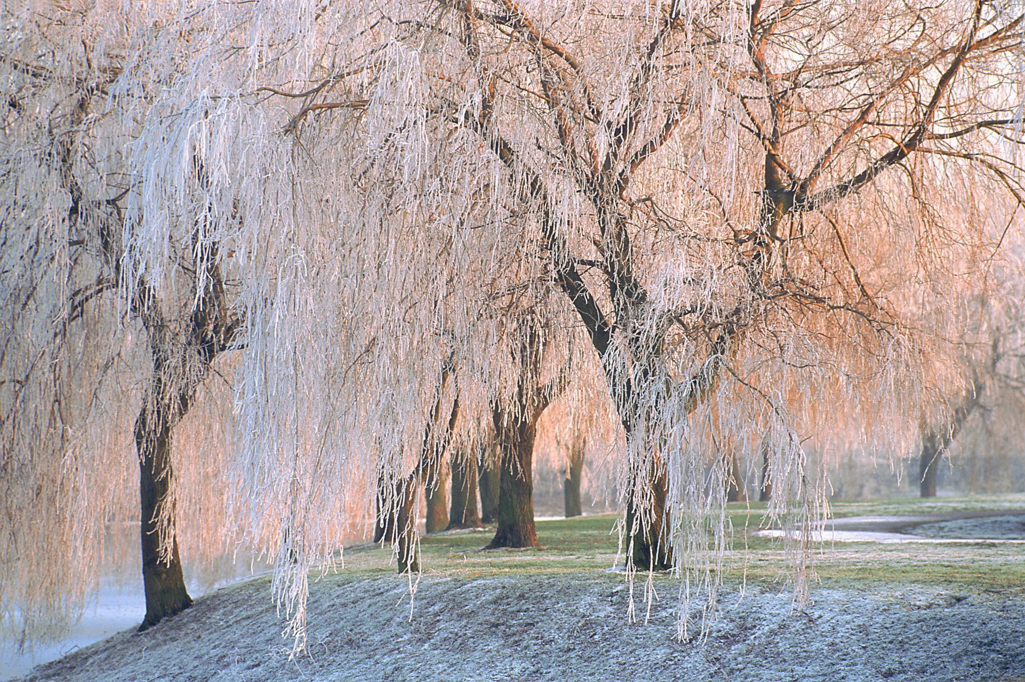 Weeping willow hd papers und hintergrãnde