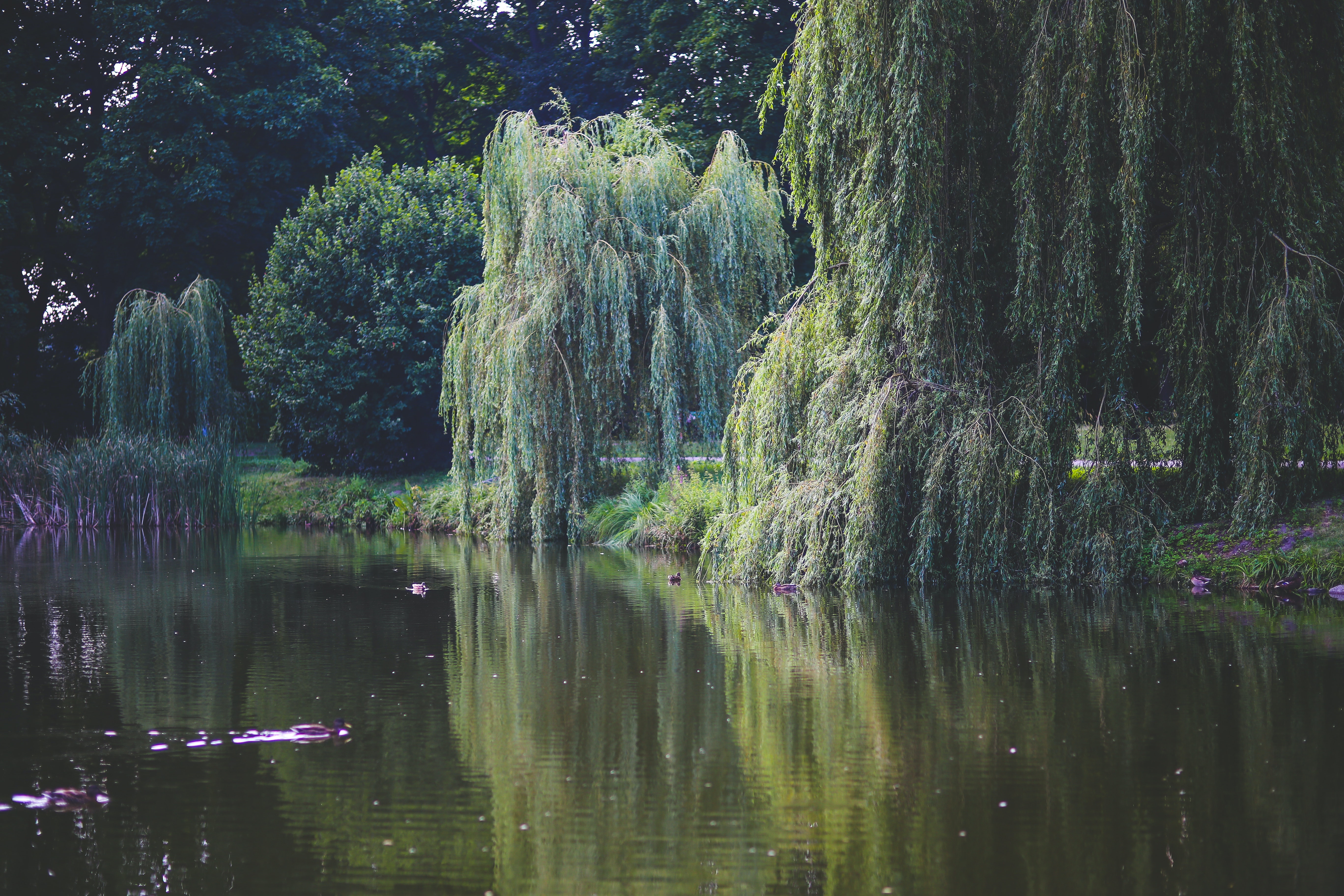 Willow tree photos download free willow tree stock photos hd images