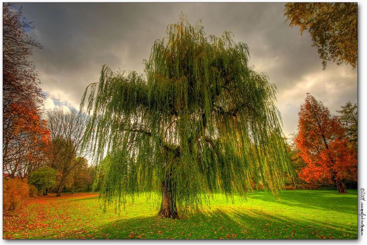 Kaleidoscope of autumn colors is heaven on earth pics willow tree tattoos weeping willow weeping willow tree