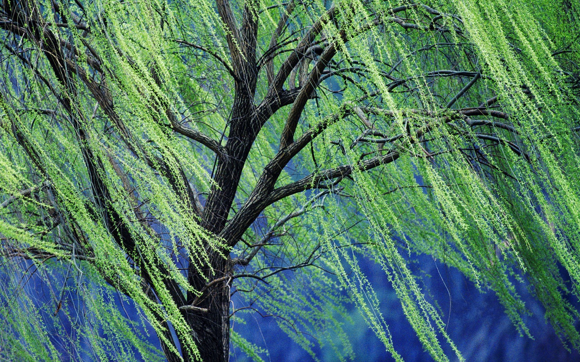 Weeping willow tree