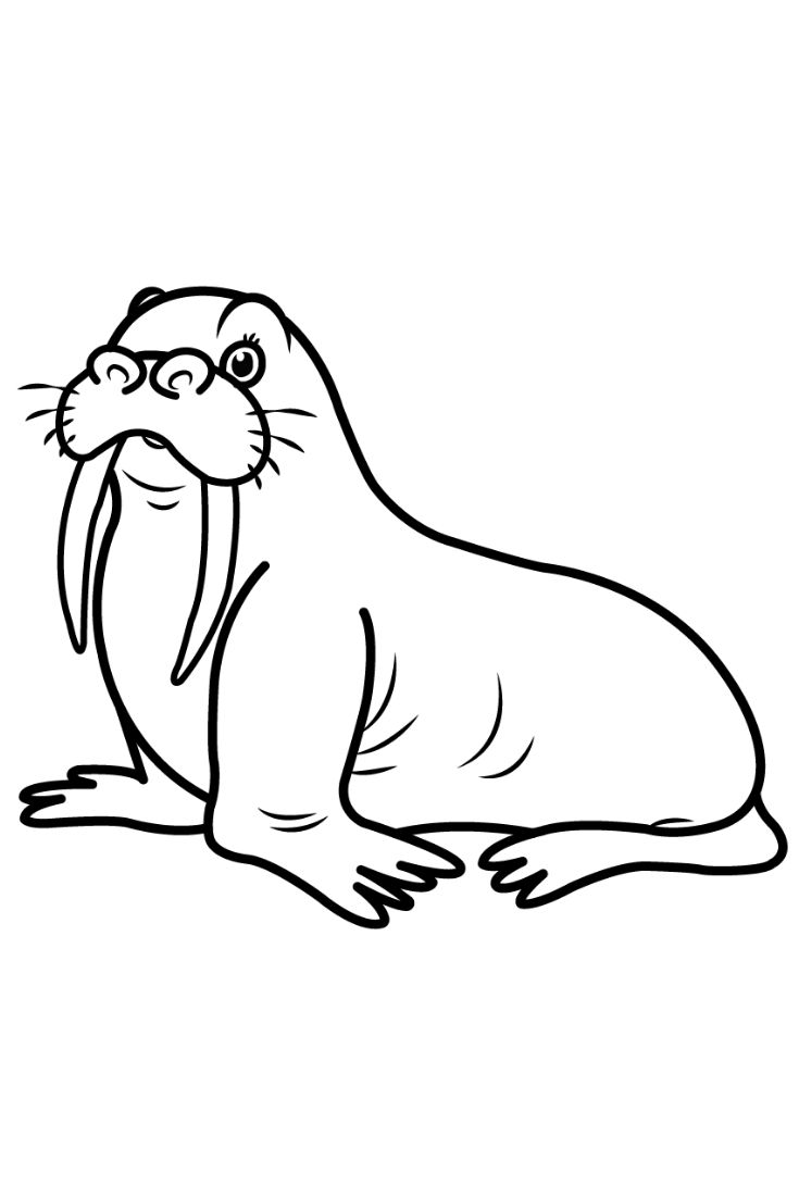 Adorable walrus drawing